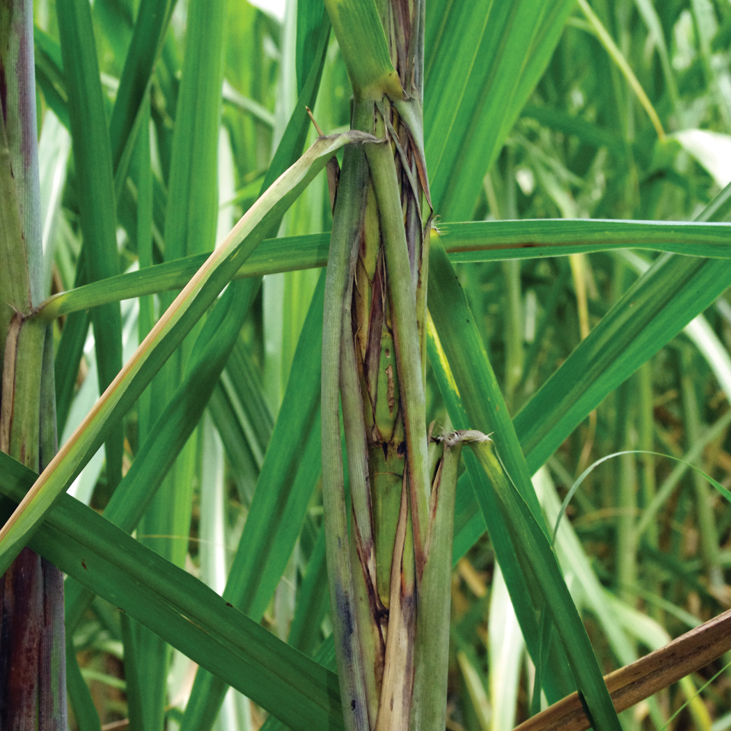 Distinguishing characteristics – Split leaf sheath that exposes a green stalk, often associated with red blotches on the leaf sheath.